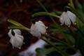 Leucojum vernum IMG_8937 Śnieżyca wiosenna